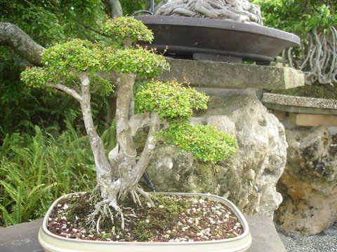 Bonsai Tree