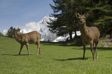 Naklejka na ściany i meble Deer in front of Mont Blanc range - landscape orientation