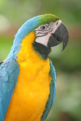 Colorful Macaw