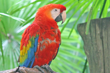 Macaw Parrot