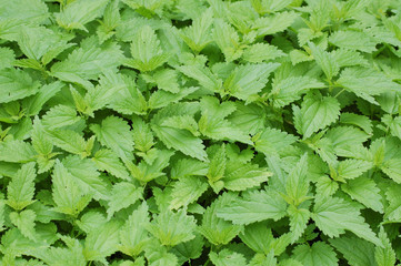 Stinging nettles. Background