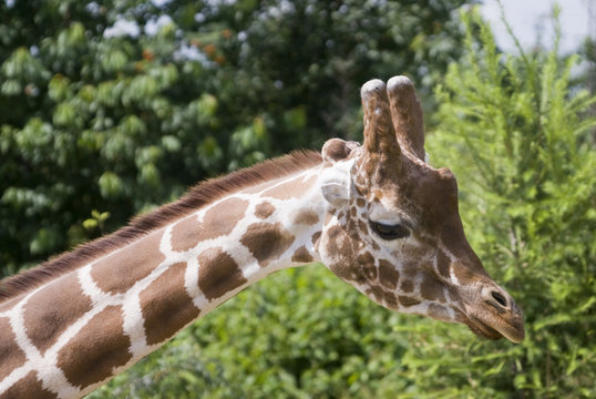 Head shot of Giraffe (giraffa camelopardalis reticulata)