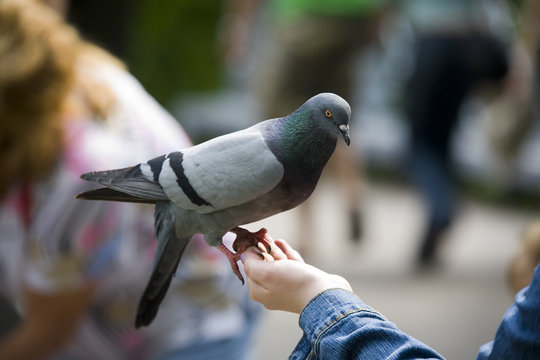 The pigeon on a hand in park