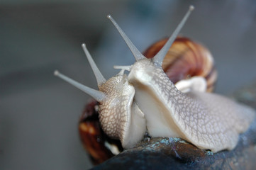 snail love story