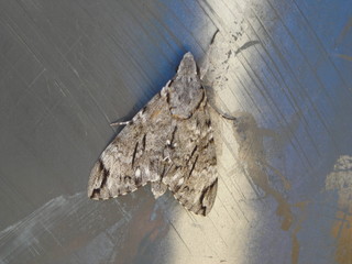Moth