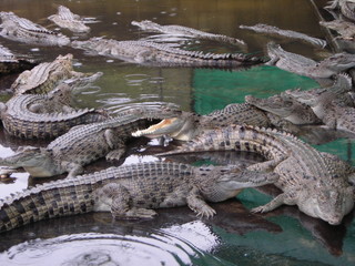 Crocodile gaping in a pen