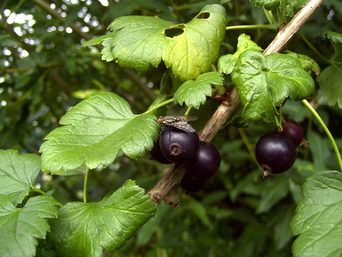 Kreuzung aus Stachelbeere und schwarzer Johannisbeere