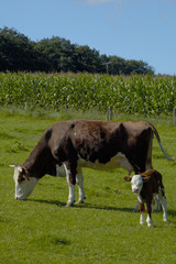 Fototapeta premium Landwirtschaft