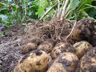 Ackerfrische Kartoffeln aus biologischem Anbau