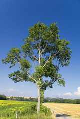 Tree, Chanti