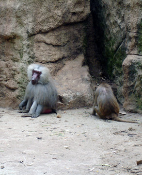 Streit in Pavians Familie 