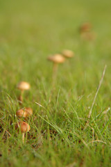 Small mushrooms in the grass with morning moisture.