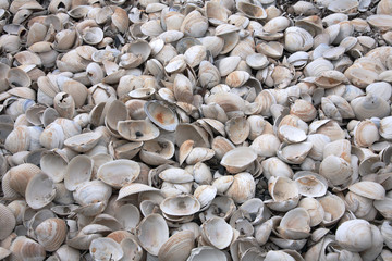 empty broken shells beached on shore as result of storms