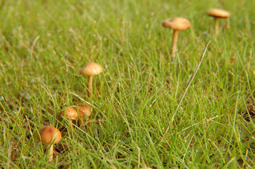 Small mushrooms in the grass with morning moisture.