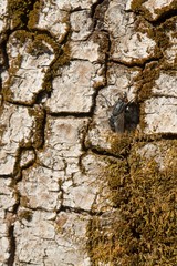 Grey bark of an old tree