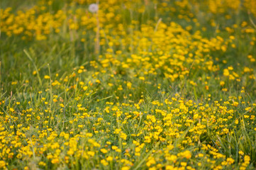 Texture of the yellow grass in the natural turf