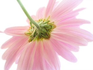 pink chrysanthemum