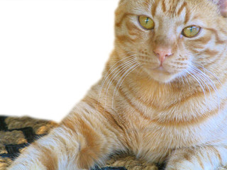 Lovely orange tabby cat 