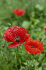 Obraz premium trio de coquelicots