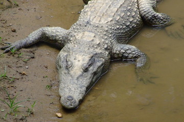 Crocodile