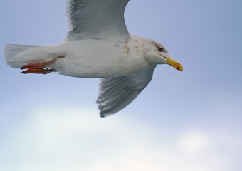 Seagull