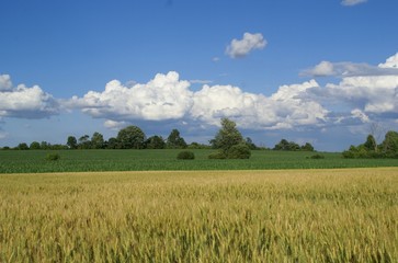 farm land landscape