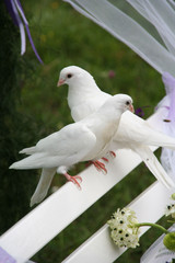 two white wedding doves on a white bench in a wedding ceremony