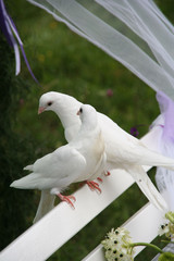 two white wedding doves on a white bench in a wedding ceremony