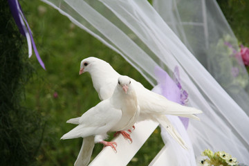 two white wedding doves on a white bench in a wedding ceremony
