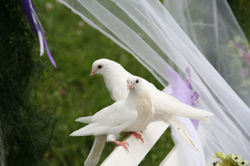 two white wedding doves on a white bench in a wedding ceremony