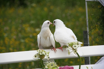 two white wedding doves on a white bench in a wedding ceremony