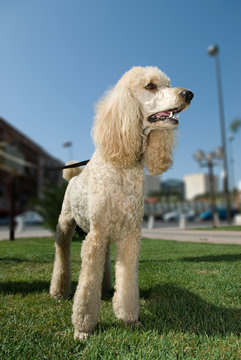  caniche royal