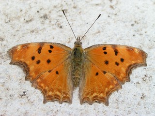 Obraz na płótnie Canvas orange butterfly