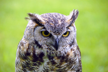 owl