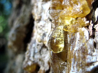 Beautiful resin drop from a pine tree - 3775936