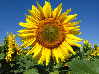 Fototapeta premium wunderschöne Sonnenblume vor einem klaren blauen Himmel