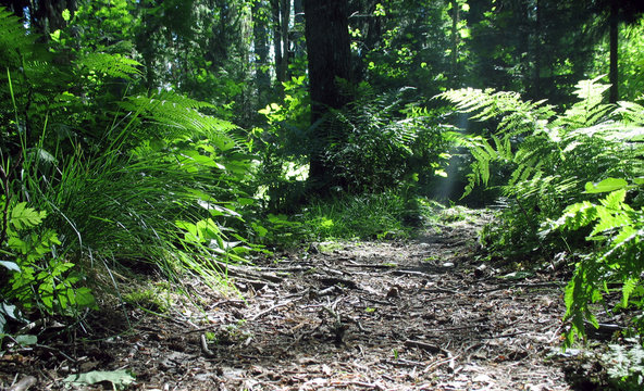 Magic forest with ferns and other vegetation.