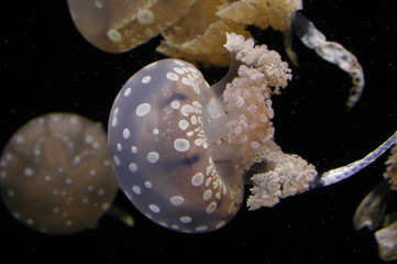 Lagoon jellyfish