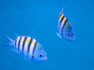 Poissons exotiques