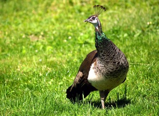Peacock