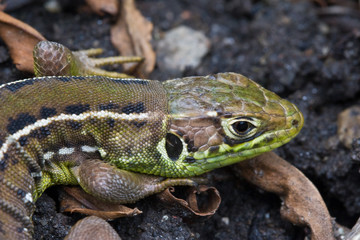 Smaragdeidechsenportrait. wildlife