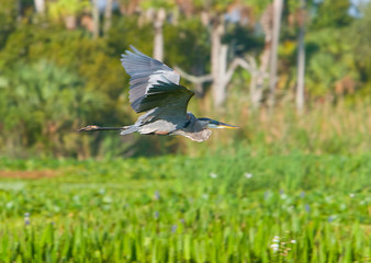 Great Blue Heron In Flight