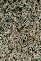 Close up of tree bark