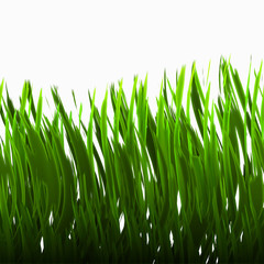 a nice big image of long green grass on white background
