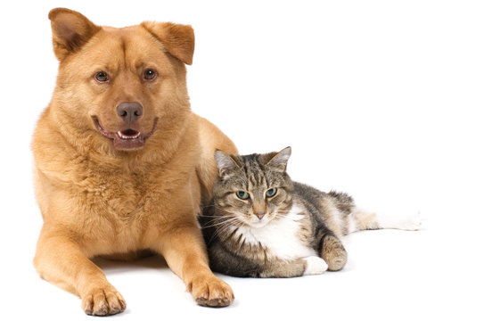 Dog and Cat posing for the camera (white background).