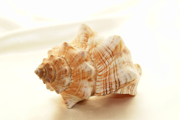 conch shell