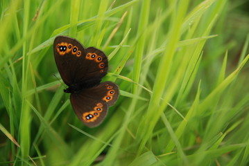 brow butterfly in grass © .shock