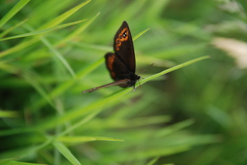 brow butterfly in grass
