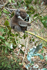 Koala mangeant une feuille d'Eucaliptus (3)