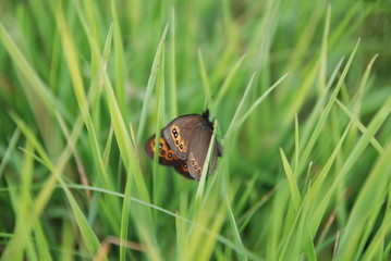 brow butterfly in grass